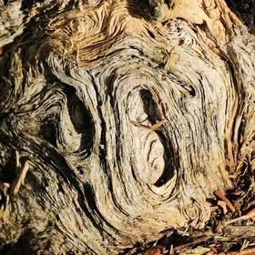 timber door showing timber grain